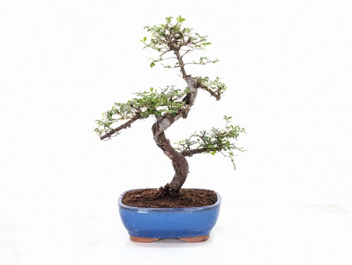 Chinese elm bonsai and care - elm,