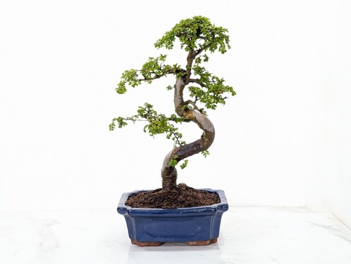 Chinese elm bonsai - elm,