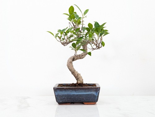 Banyan ficus bonsai and care - bonsai,