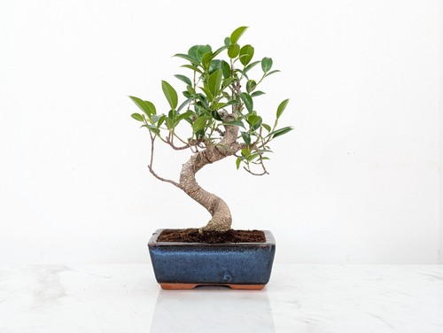 Banyan ficus bonsai and care - banyan,
