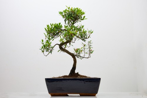 Chinese myrtle bonsai 25cm - myrtle,