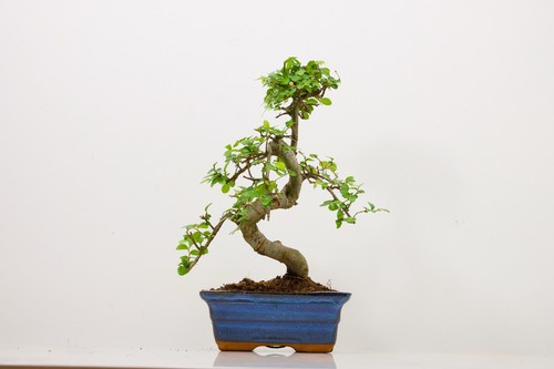 Chinese elm bonsai and - elm,