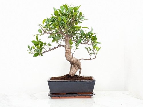 Banyan fig bonsai - ,