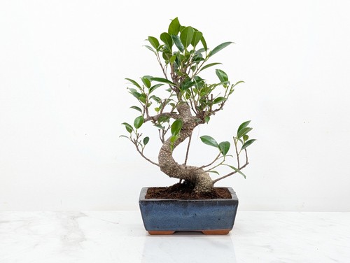 Banyan ficus bonsai and care - banyan,
