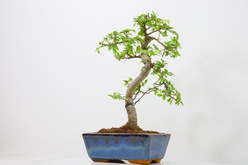 Chinese elm bonsai and - chinese,
