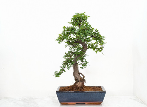 Bonsai chinese elm 30cm - chinese,