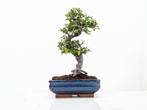 Chinese elm bonsai and - elm,