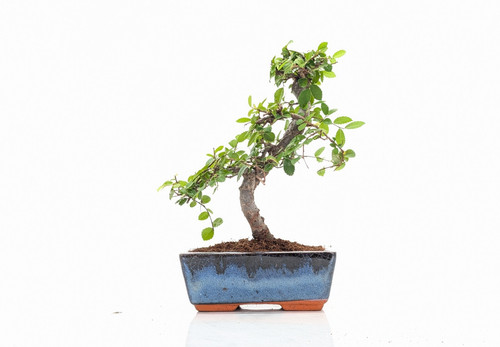 Chinese elm bonsai and care - bonsai,