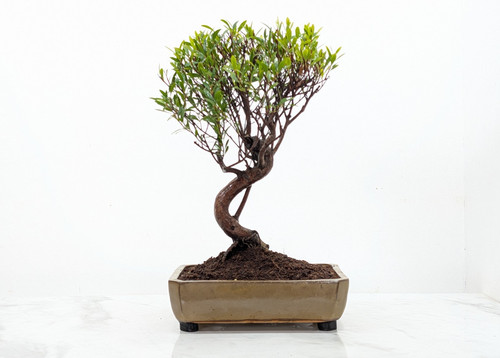 Chinese myrtle bonsai 21cm - ,