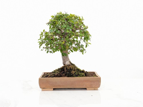 Bonsai chinese elm - bonsai, venus