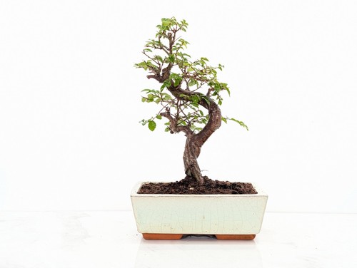 Chinese elm bonsai - chinese, care
