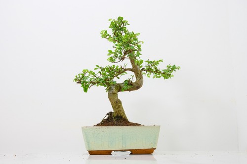 Bonsai chinese elm and - -,
