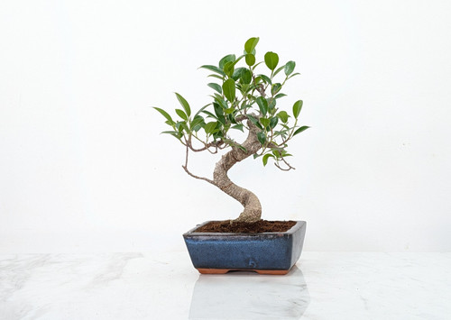 Banyan ficus bonsai - bonsai, care