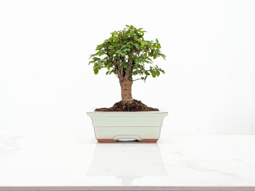 Chinese elm bonsai and care - chinese,