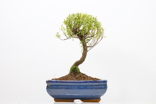 Chinese myrtle bonsai 18cm - myrtle,