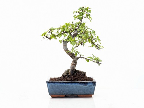 Chinese elm bonsai - chinese,