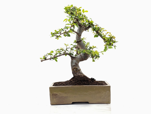 Bonsai chinese elm 22cm - chinese, tundra