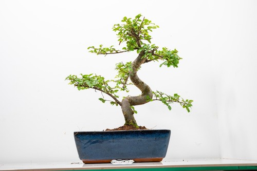 Bonsai chinese elm 25cm - elm, blue