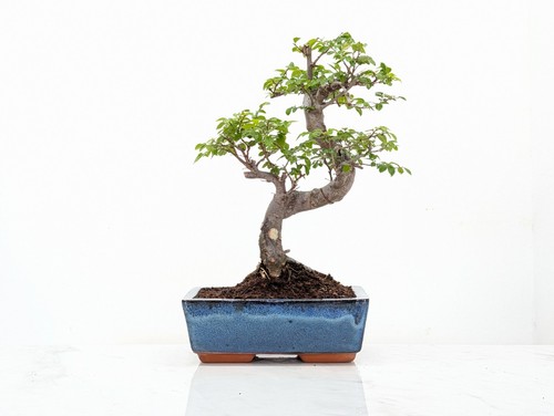Chinese elm bonsai - chinese, and
