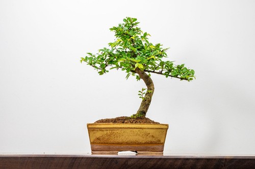 Bonsai chinese elm 17cm venus - elm,