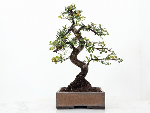 Bonsai chinese elm 17cm venus - elm,