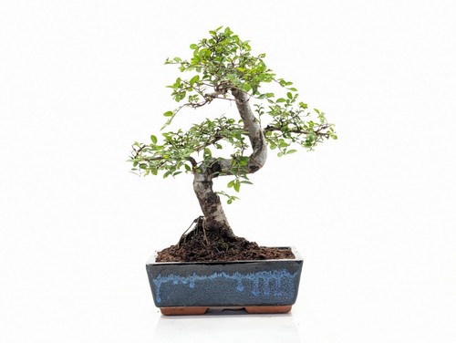 Chinese elm bonsai - elm,