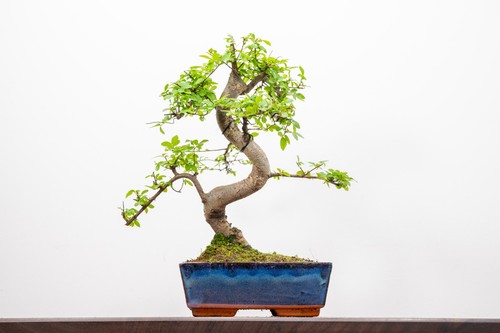 Bonsai chinese elm and - chinese, care