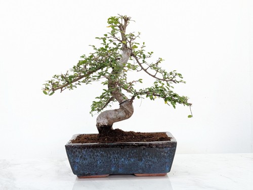 Bonsai chinese elm - elm, 25cm