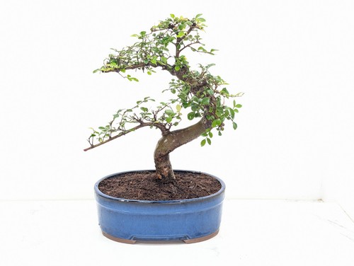 Chinese elm bonsai and - elm, care