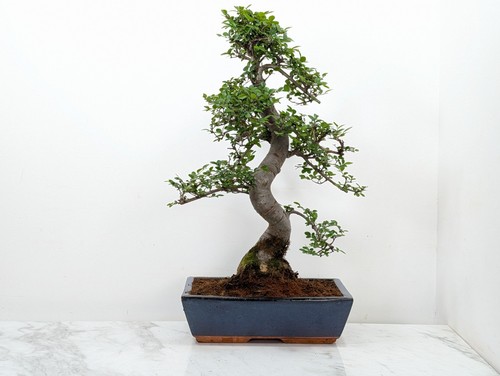 Bonsai chinese elm 30cm navy - bonsai,