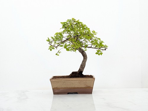 Bonsai chinese elm - bonsai, venus