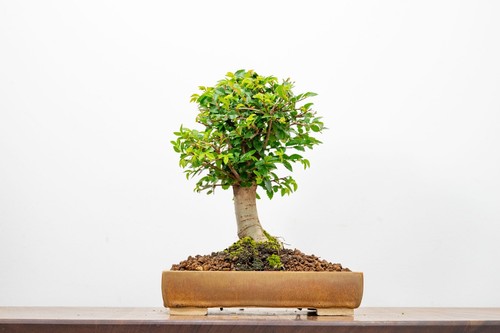 Bonsai chinese elm 20cm - bonsai,