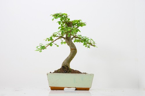 Bonsai chinese elm and - bonsai,