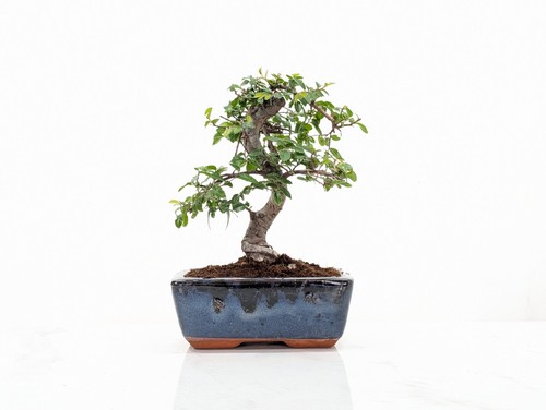 Chinese elm bonsai and care - chinese,