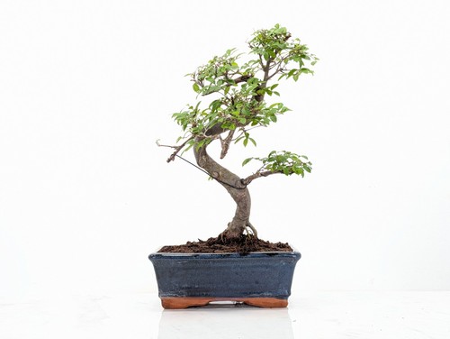 Chinese elm bonsai and care - chinese,