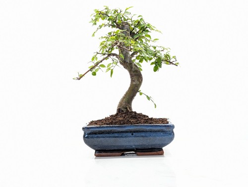 Chinese elm bonsai - elm, and