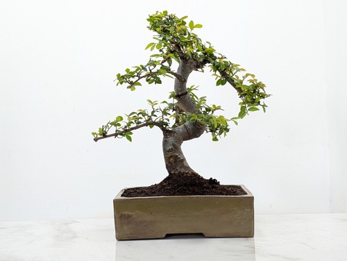 Bonsai chinese elm 22cm tundra - bonsai,