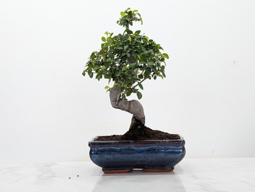 Chinese elm bonsai and care - elm,