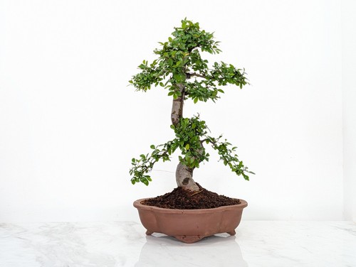 Large chinese elm - large, 26cm
