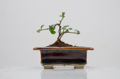 Chinese elm mame bonsai - chinese, 'mame'