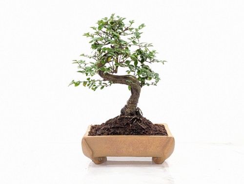 Bonsai chinese elm - chinese, 20cm
