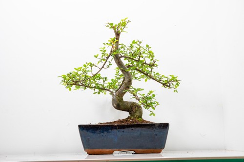 Bonsai chinese elm 25cm blue - bonsai,