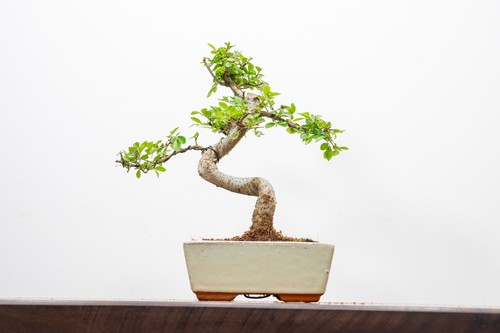 Chinese elm bonsai and care - and,