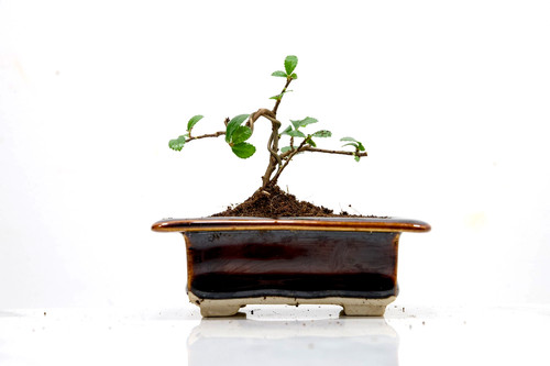 Chinese elm mame - 'mame', and