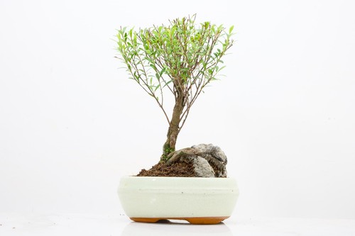 Chinese myrtle rock - chinese,
