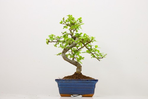 Chinese elm bonsai and care - chinese,